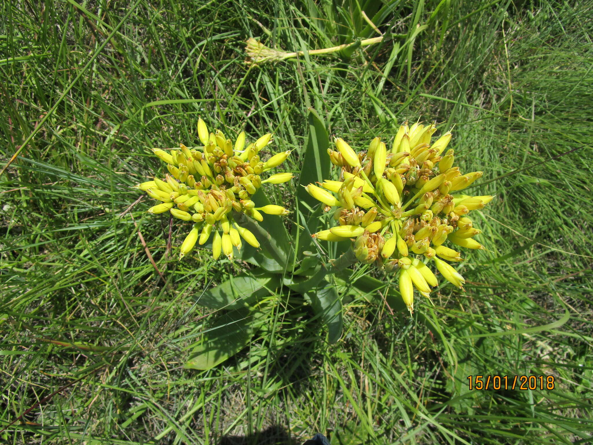 Image of Aloe ecklonis Salm-Dyck