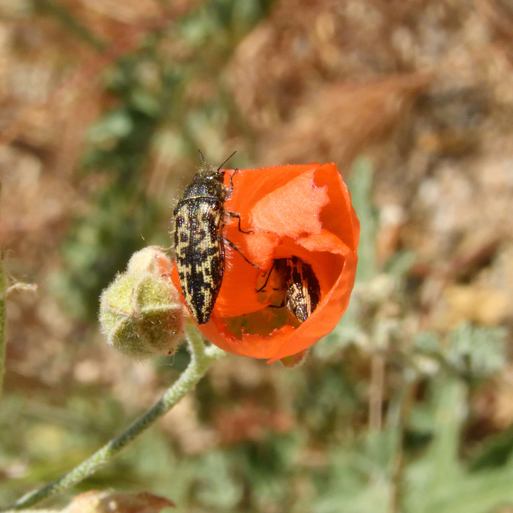 Image of Acmaeodera cuneata Fall 1899