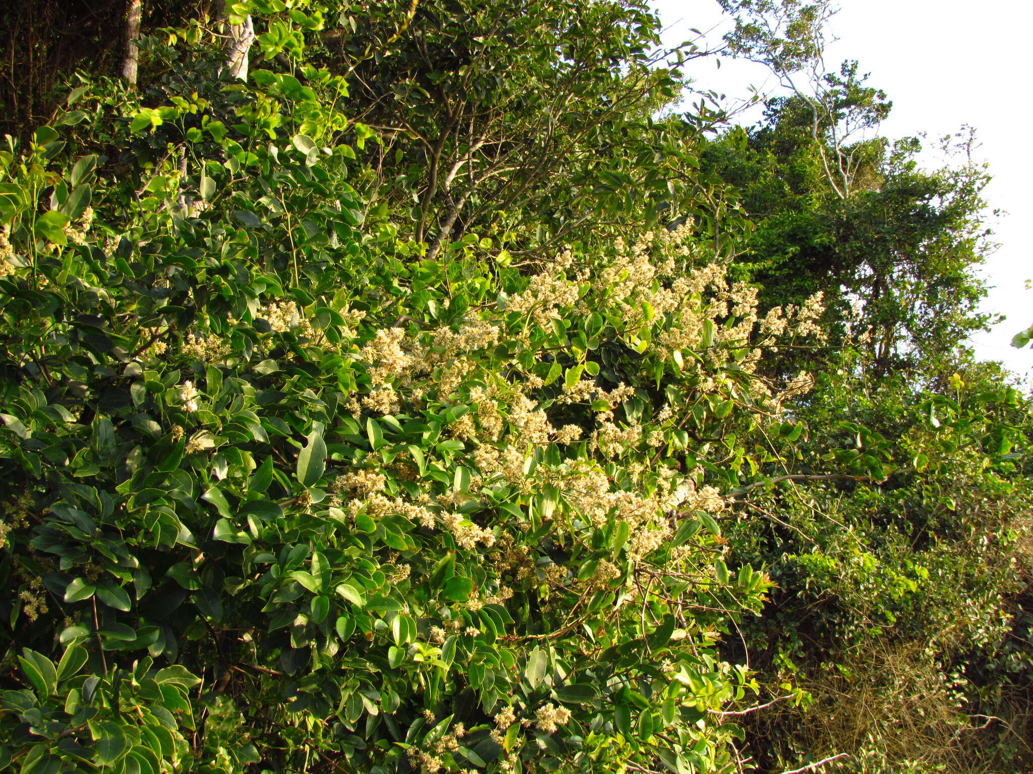 Image of Gomphrena vaga C. Mart.