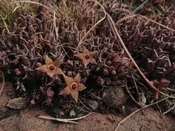 صورة Ceropegia cooperi (N. E. Br.) Bruyns