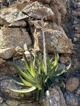 Sivun Dudleya saxosa subsp. aloides (Rose) Moran kuva