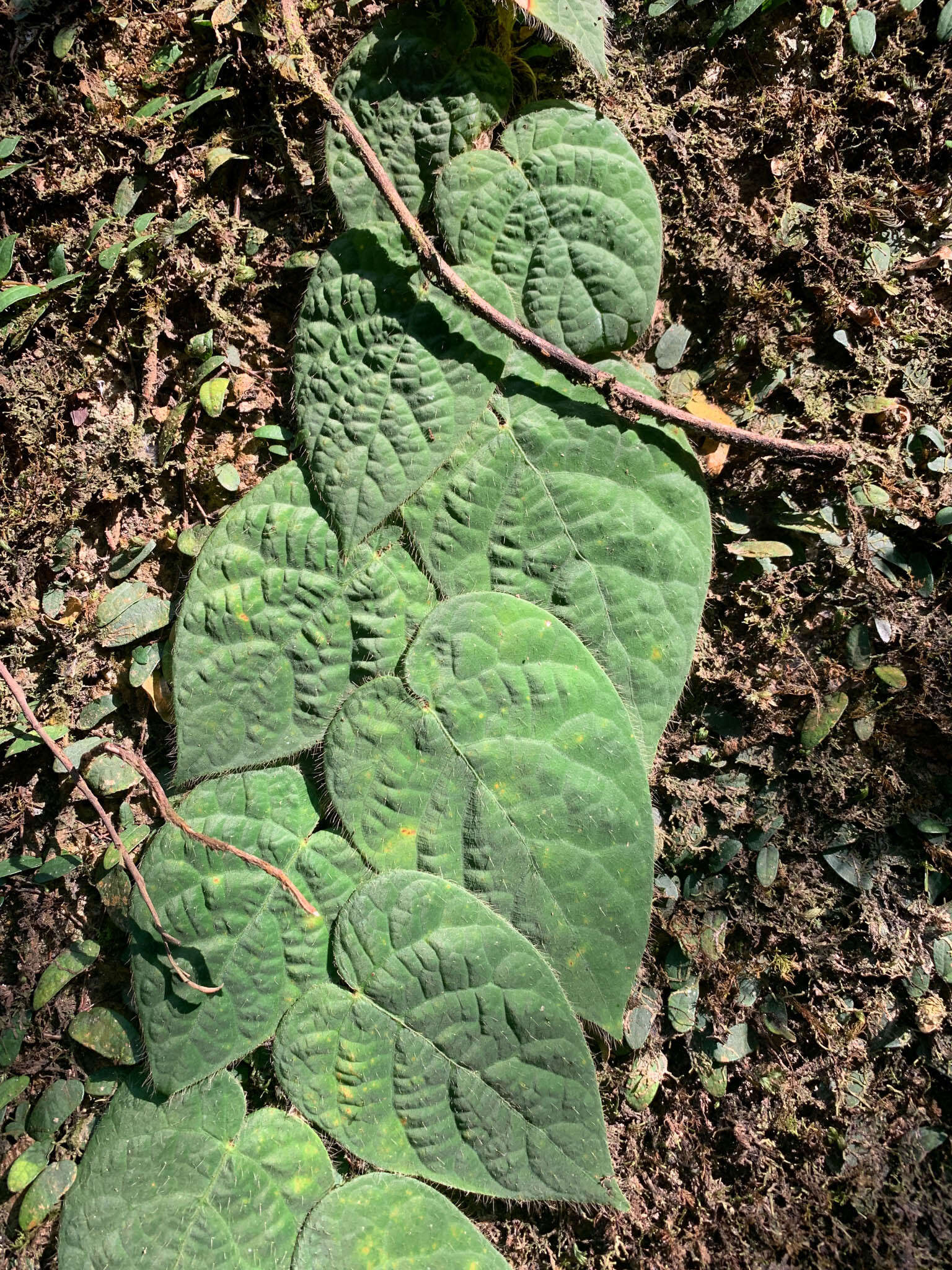 Image de Ficus villosa Bl.