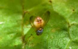 Image of Palloptera ustulata Fallen 1820