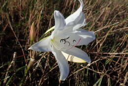 Image de Crinum carolo-schmidtii Dinter