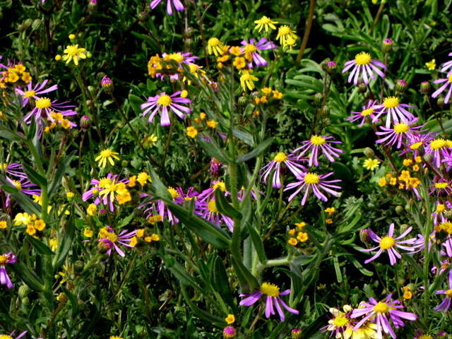 Image of Menzies' fiddleneck