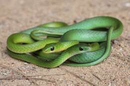 Image of Green Water Snake