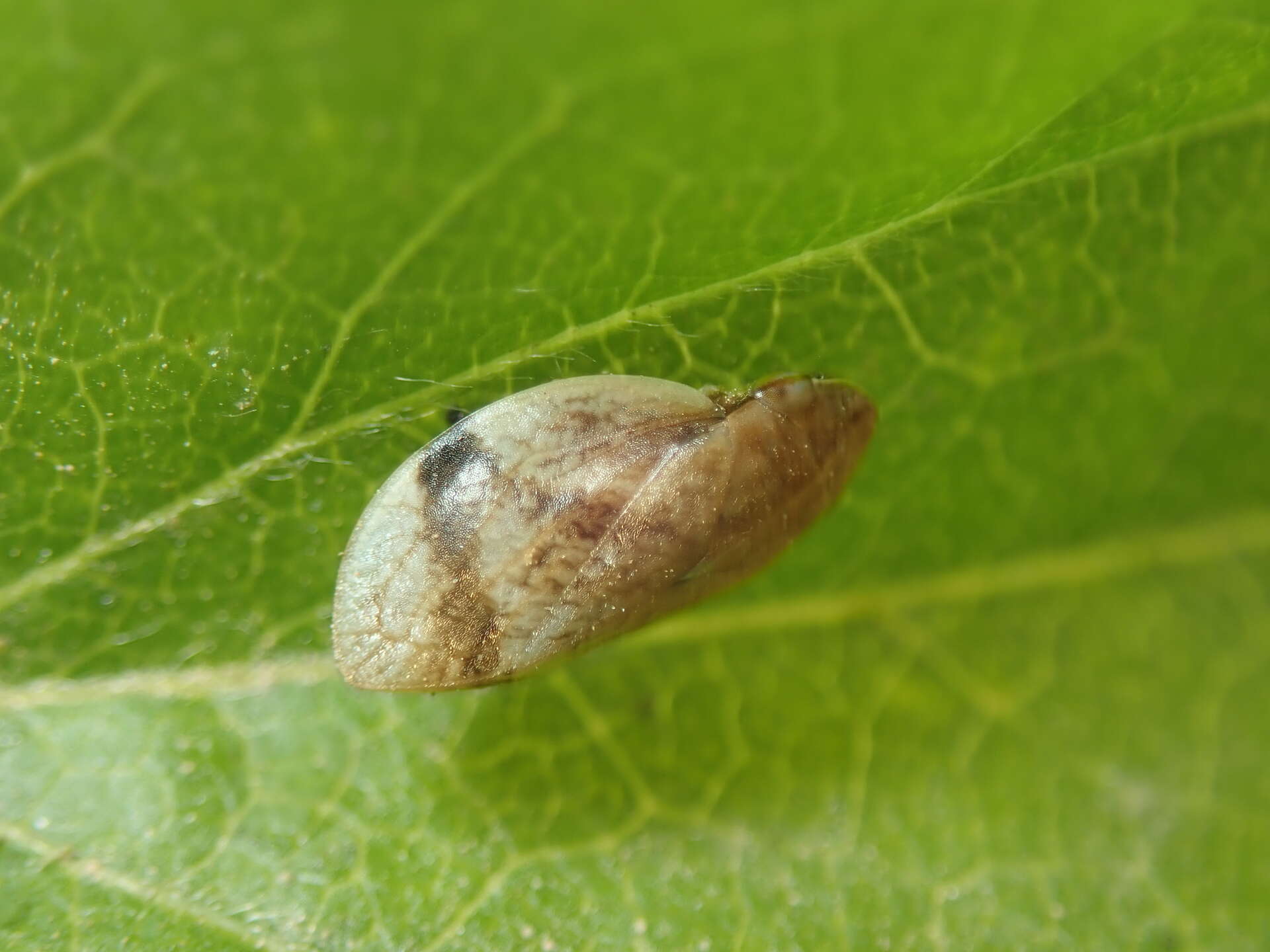 Sivun Lepyronia coleoptrata (Linné 1758) kuva