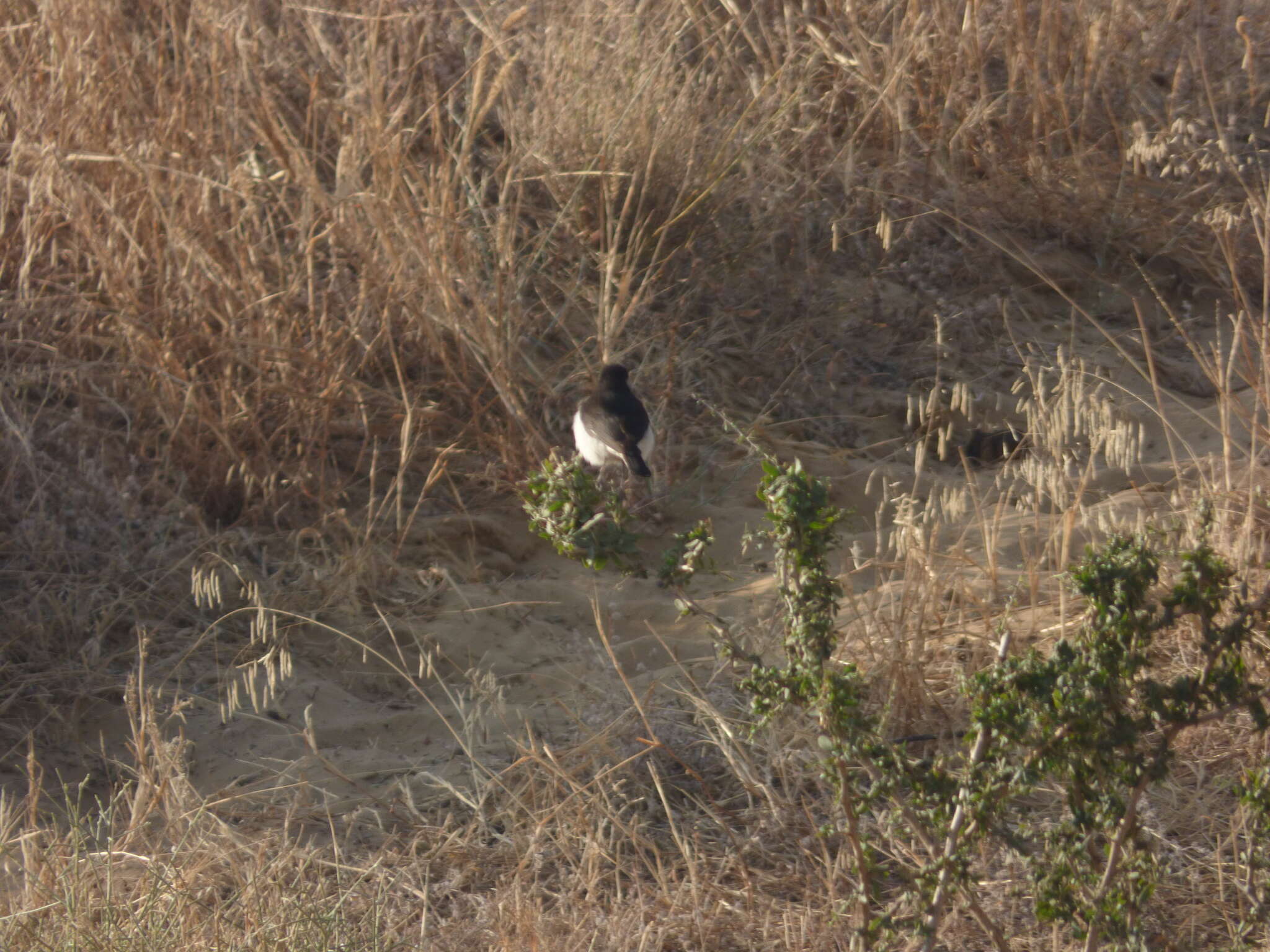 Image of Eastern Pied Wheatear