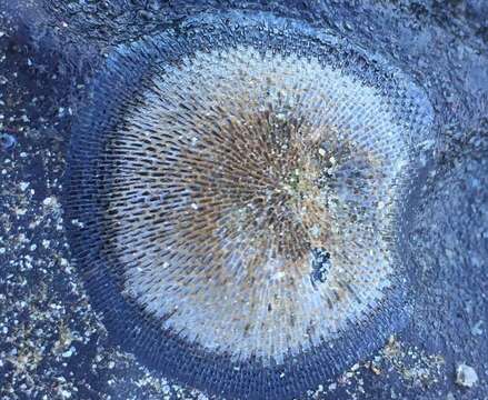 Image of Marine bryozoan