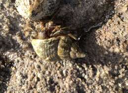 Image of Common hermit crab