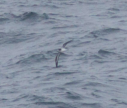 Image of Hawaiian Petrel