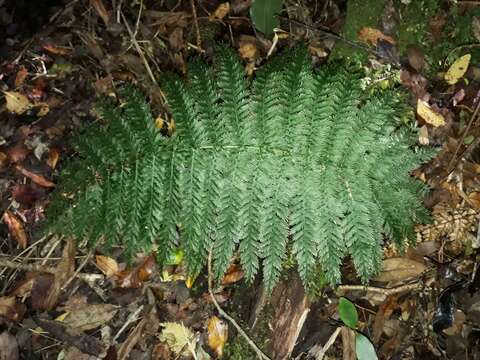 Image of Leptopteris intermedia (André) Brownsey