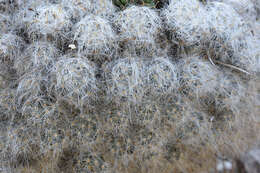 Image of Mammillaria glassii R. A. Foster