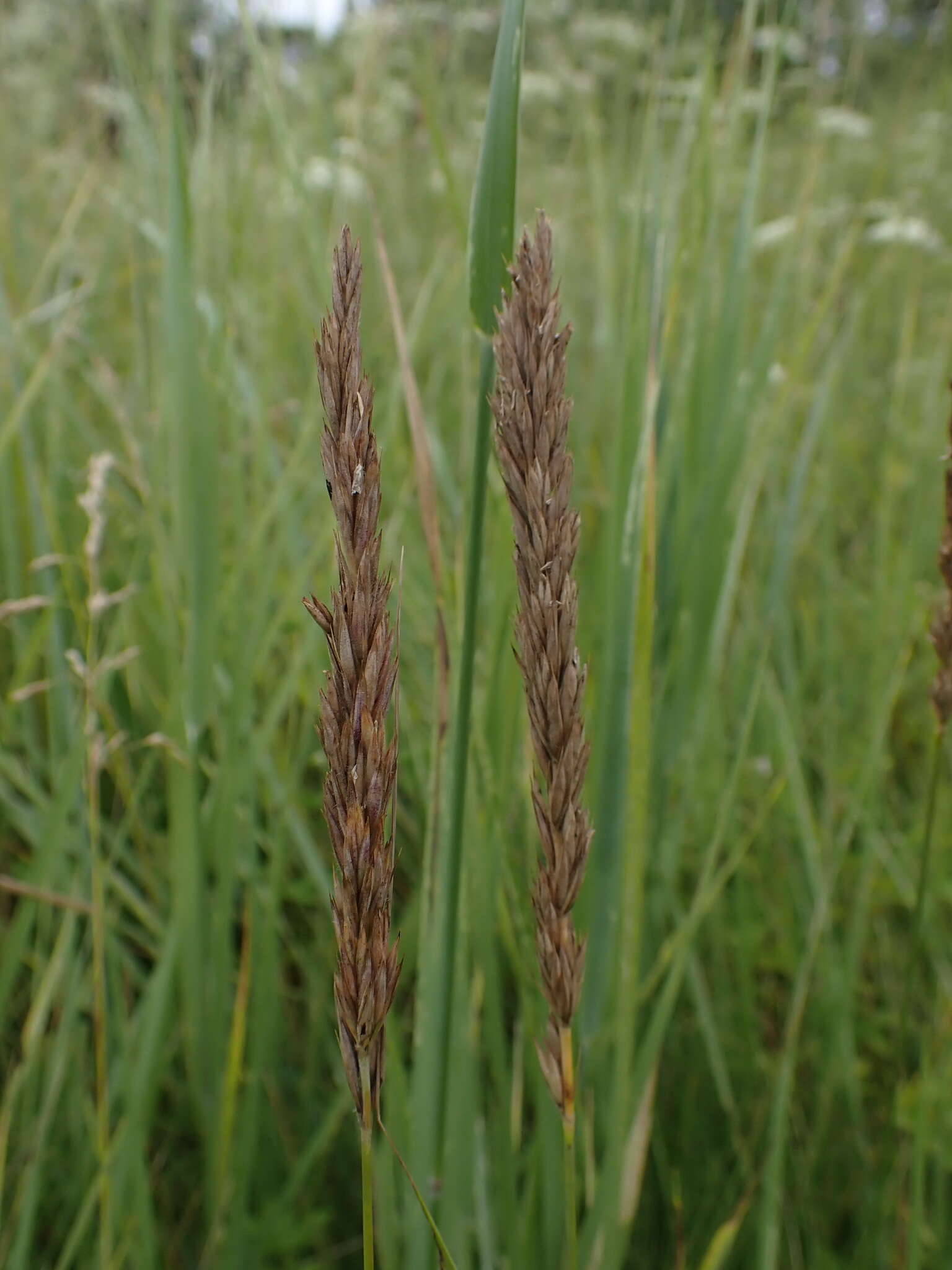 Imagem de Leymus chinensis (Trin.) Tzvelev