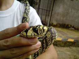 Image of Chicken Snake