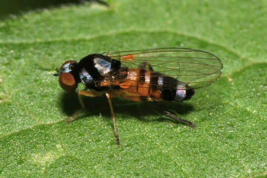 Image of Callomyia amoena Meigen 1824