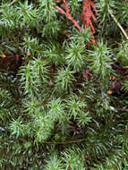 Image of contorted pogonatum moss