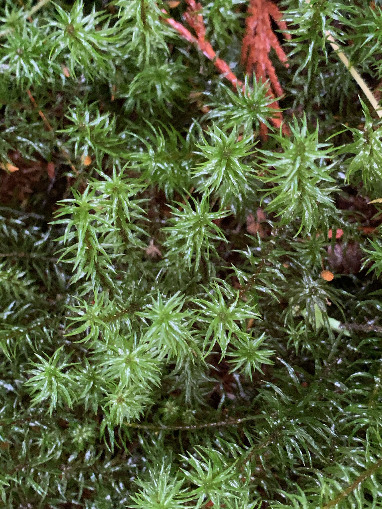 Image of contorted pogonatum moss