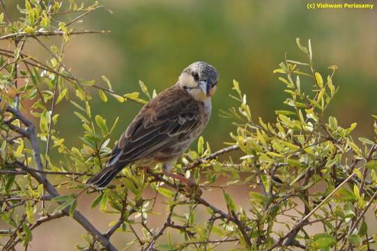 Image of Donaldson Smith's Sparrow-Weaver