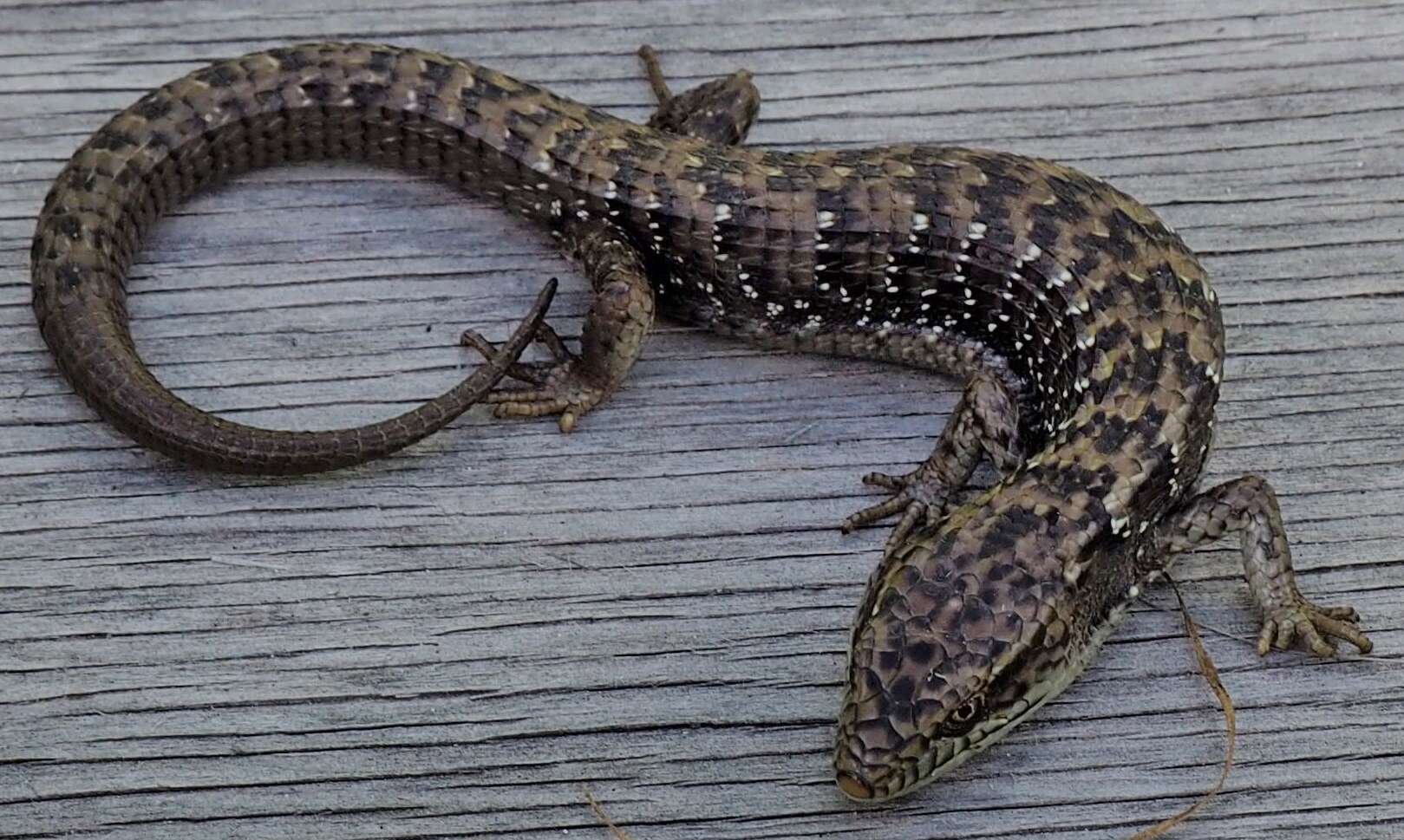 Image of Elgaria multicarinata multicarinata (Blainville 1835)