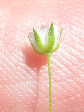 Image of hilly sandwort