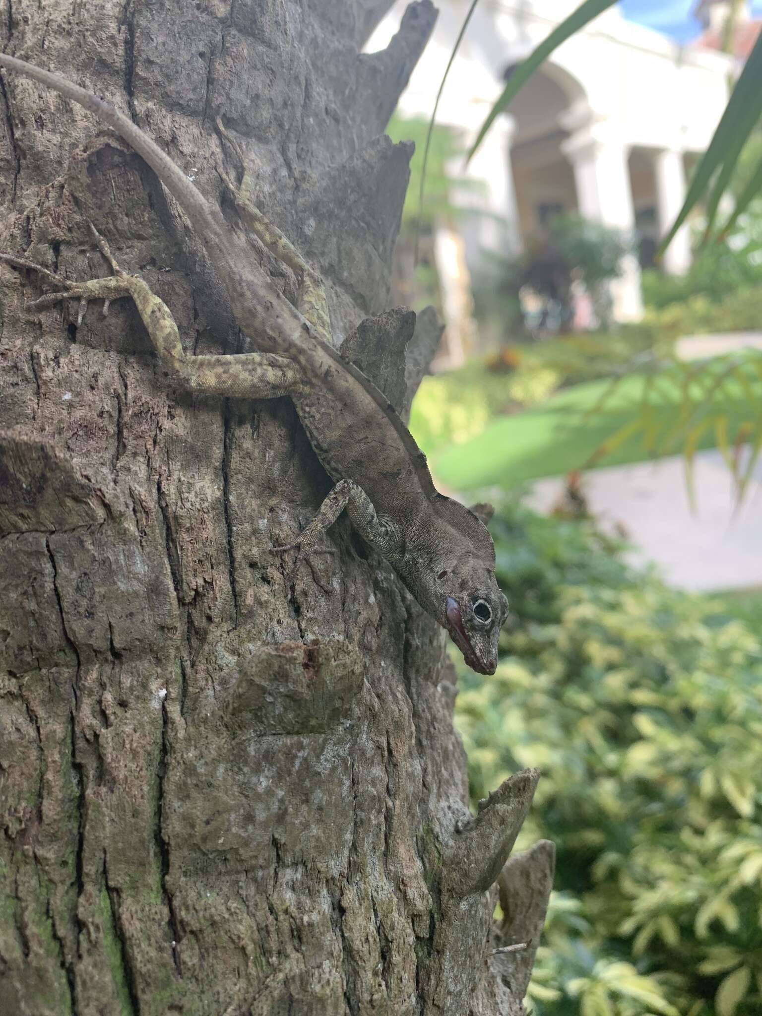 Image de Anolis scriptus Garman 1887