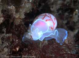 Image of lined bubble snail