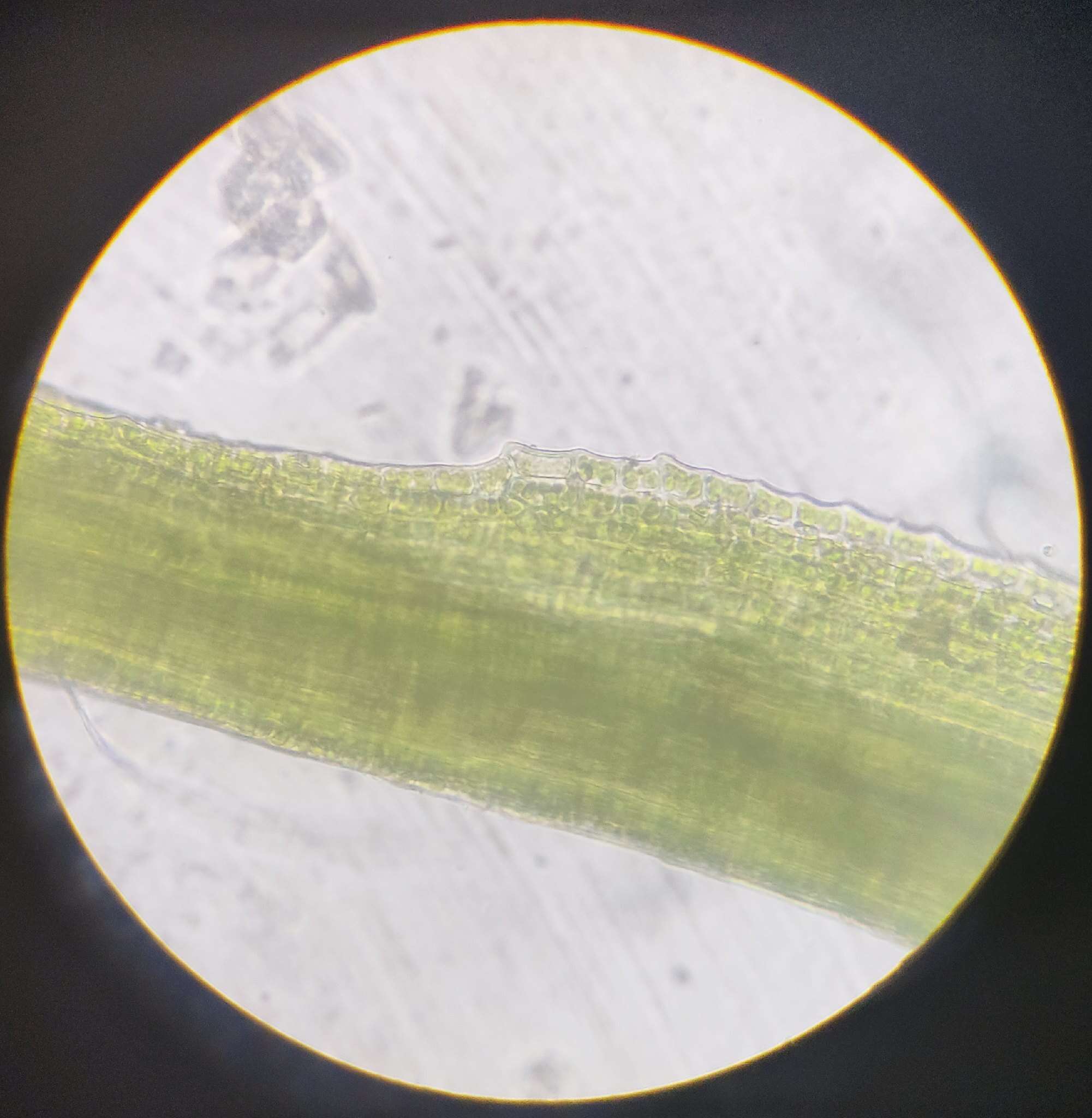 Image of pleuridium moss