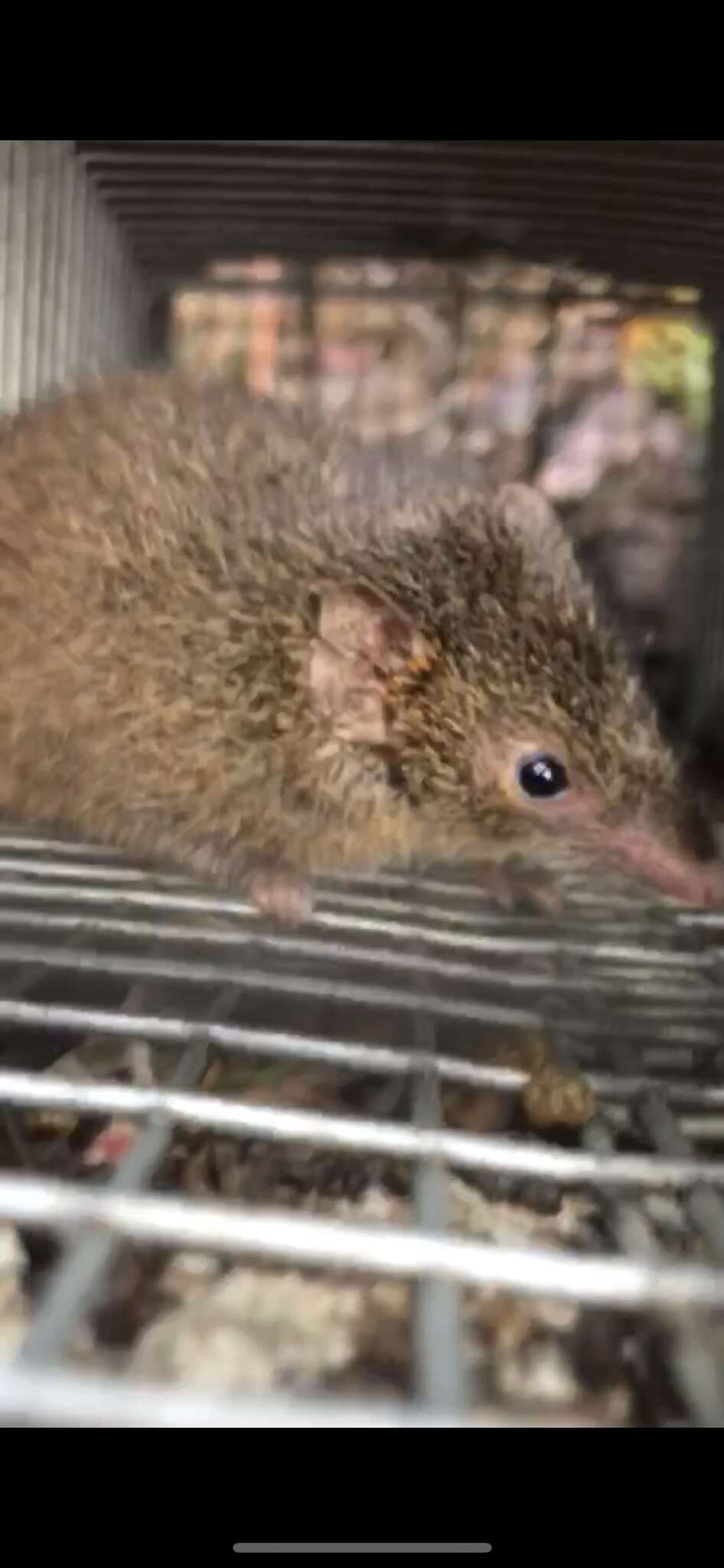 Image of Little Tasmanian Marsupial-mouse