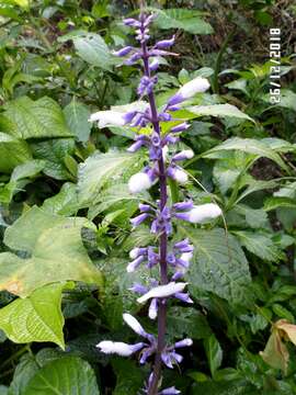 Sivun Salvia divinorum Epling & Játiva kuva