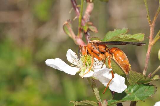 Image of Red Wasp