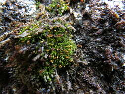 Image of Lapland yoke-moss