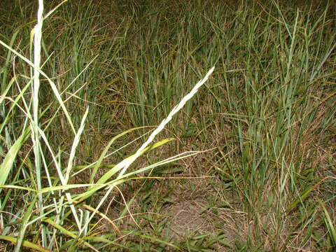 Image of Elymus scabrifolius (Döll) J. H. Hunz.