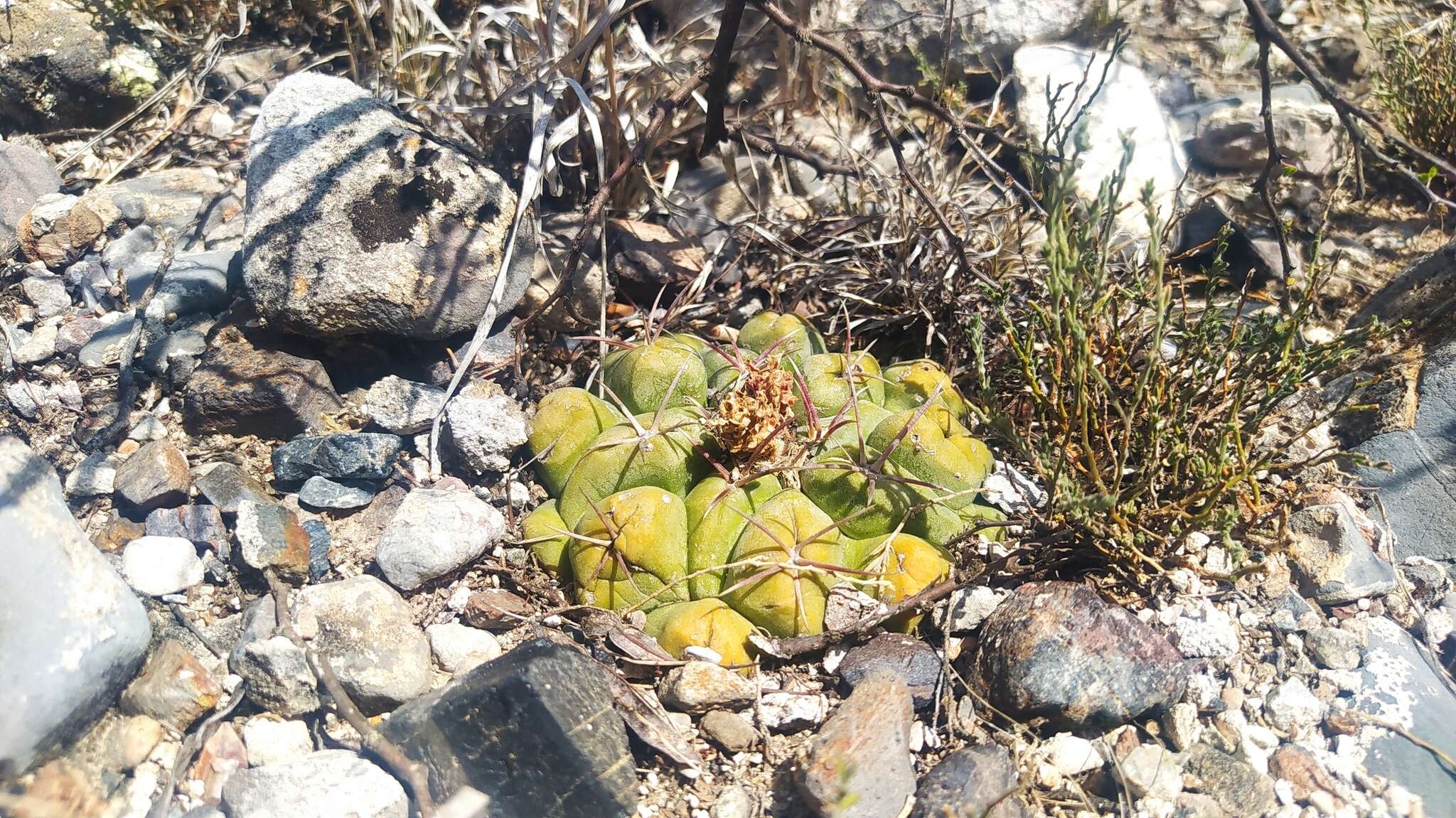 Image of Thelocactus hexaedrophorus (Lem.) Britton & Rose