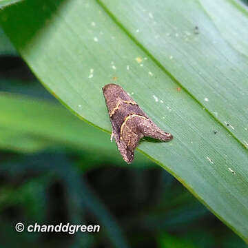 Image de Schrankia bilineata Galsworthy 1997