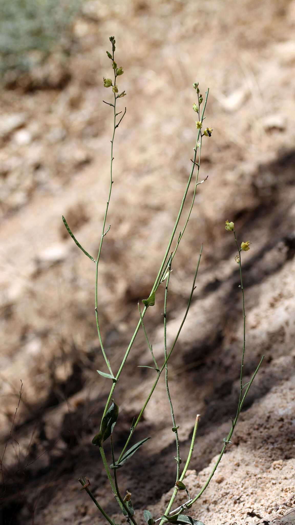 Image of Laguna Mountain jewelflower