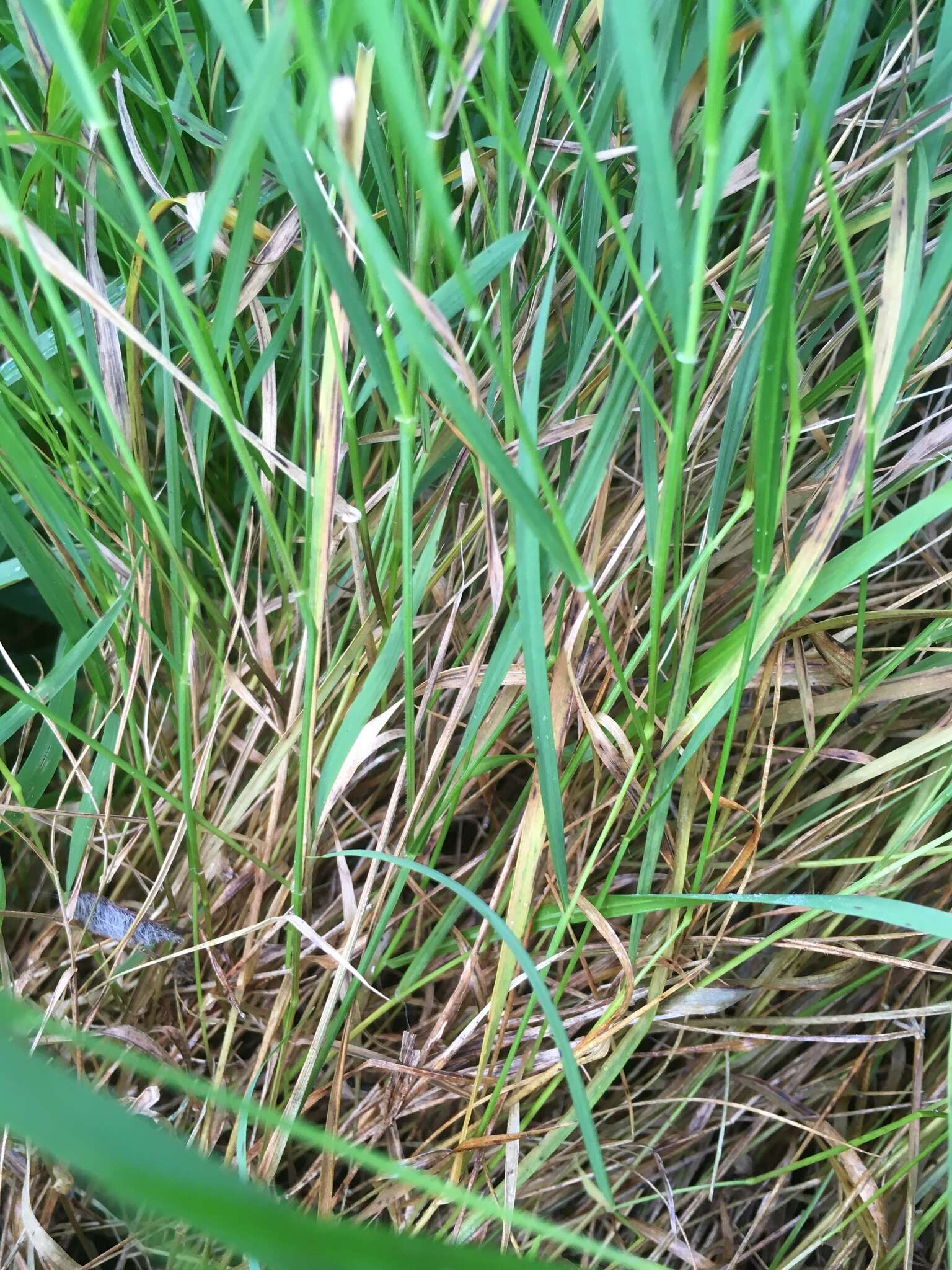 Image of Weeping Grass