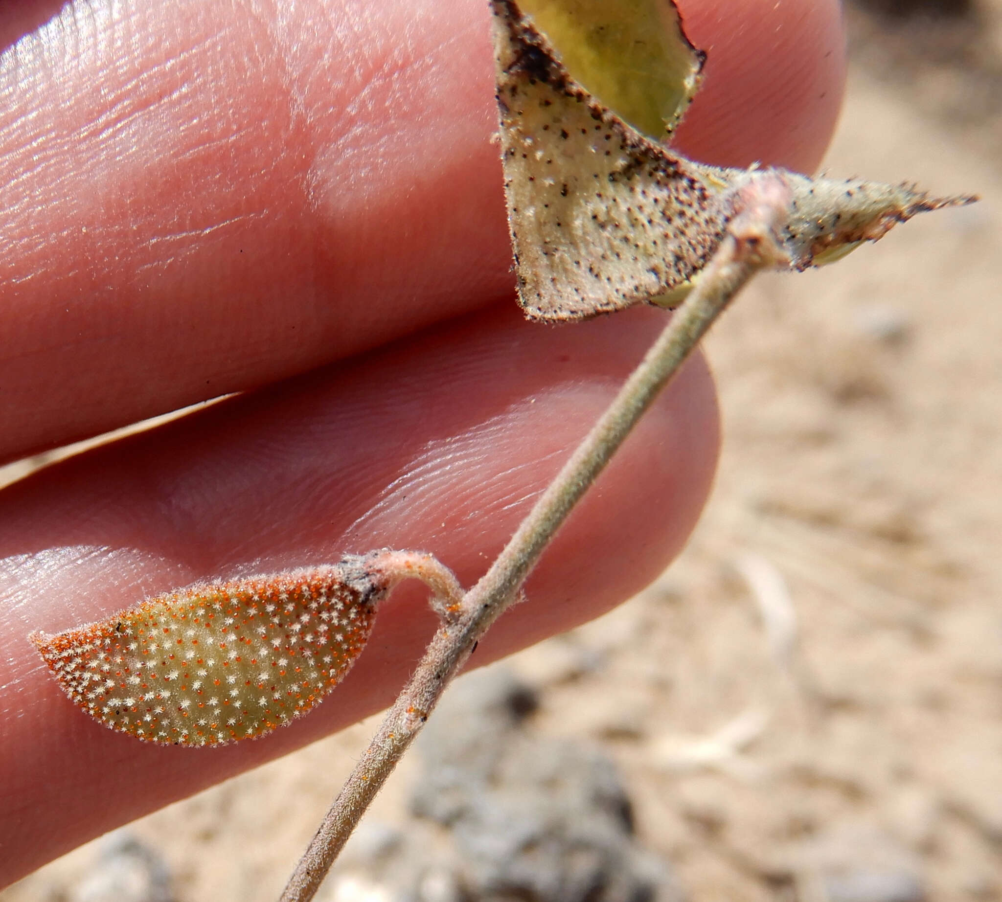 صورة Pomaria jamesii (Torr. & A. Gray) Walp.