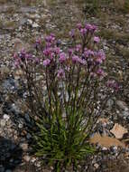 Image of Erigeron silenifolius (Turcz. ex DC.) Botsch.