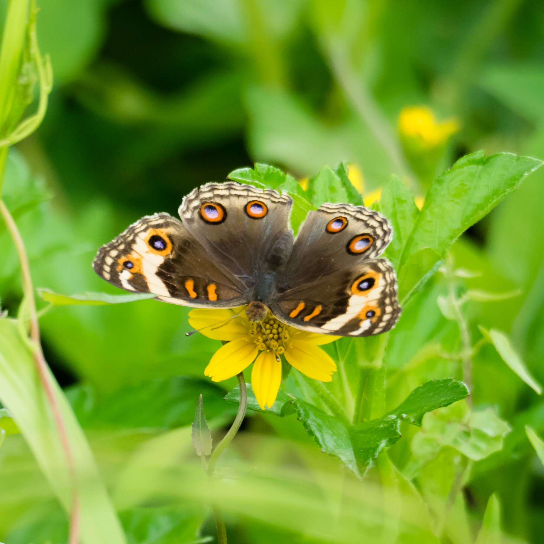 Image of Junonia orithya wallacei Distant 1883