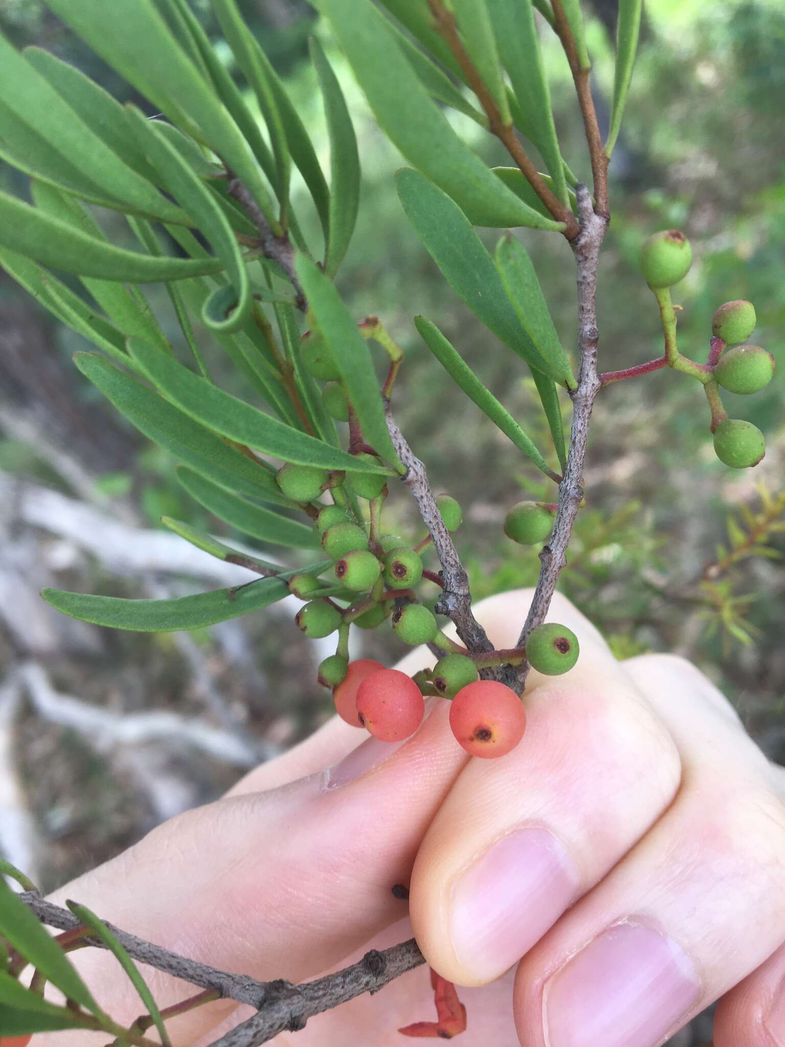 صورة Amyema gaudichaudii (DC.) Tieghem