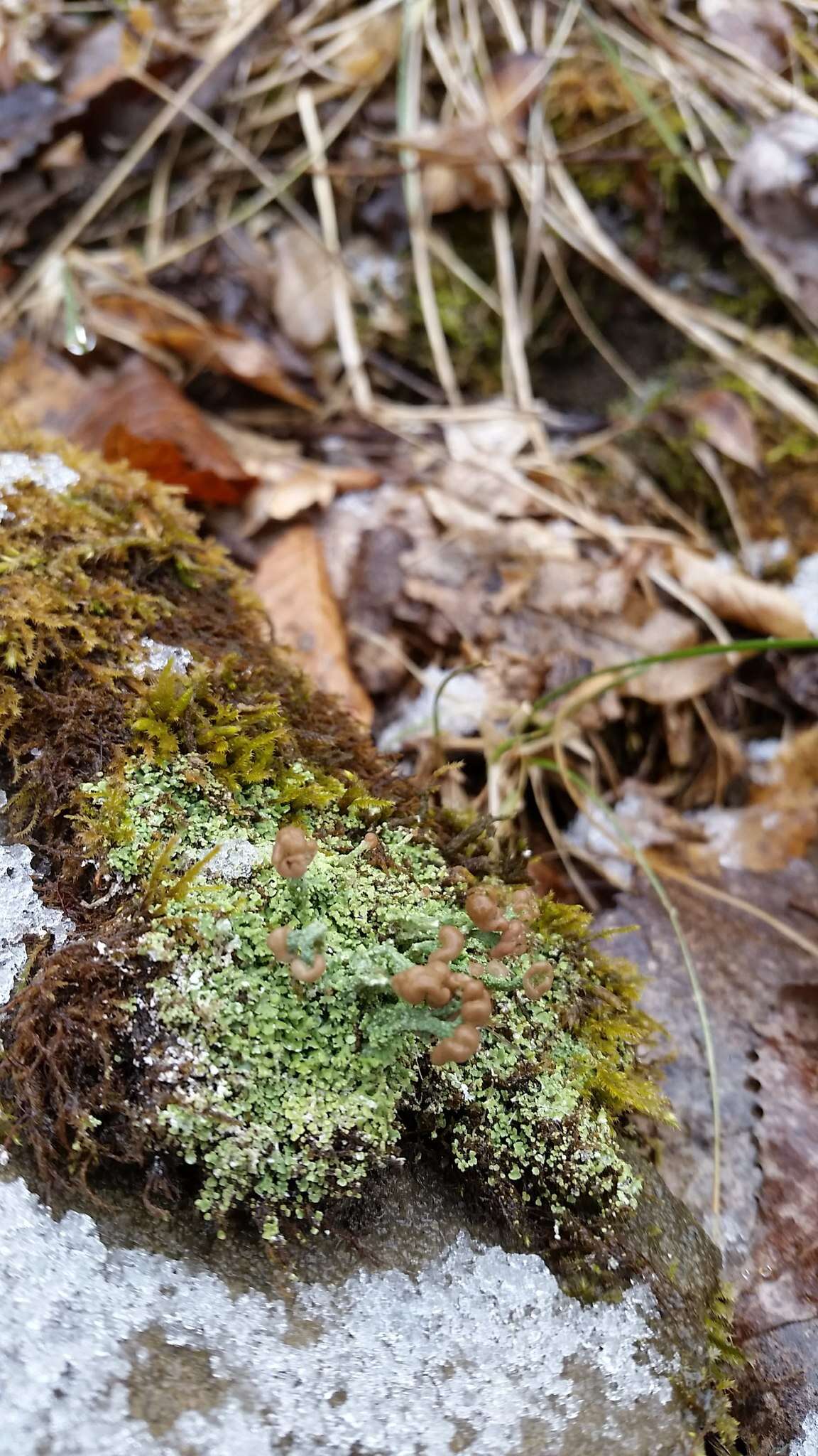 صورة Cladonia peziziformis (With.) J. R. Laundon