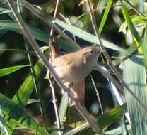 Sivun Troglodytes troglodytes troglodytes (Linnaeus 1758) kuva