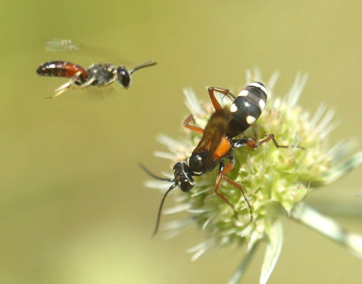 صورة Cryptocheilus fabricii (Vander Linden 1827)