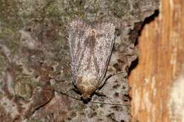 Image of mouse moth