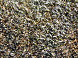 Image of grimmia dry rock moss