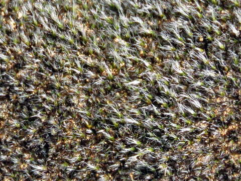 Image of grimmia dry rock moss