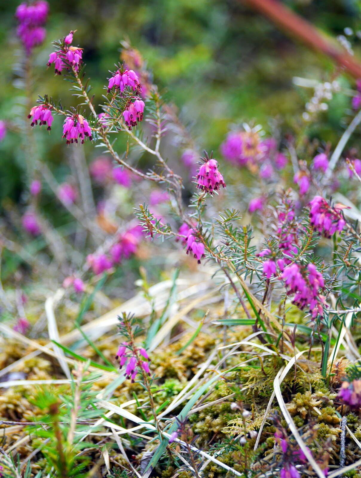 Image of Heath