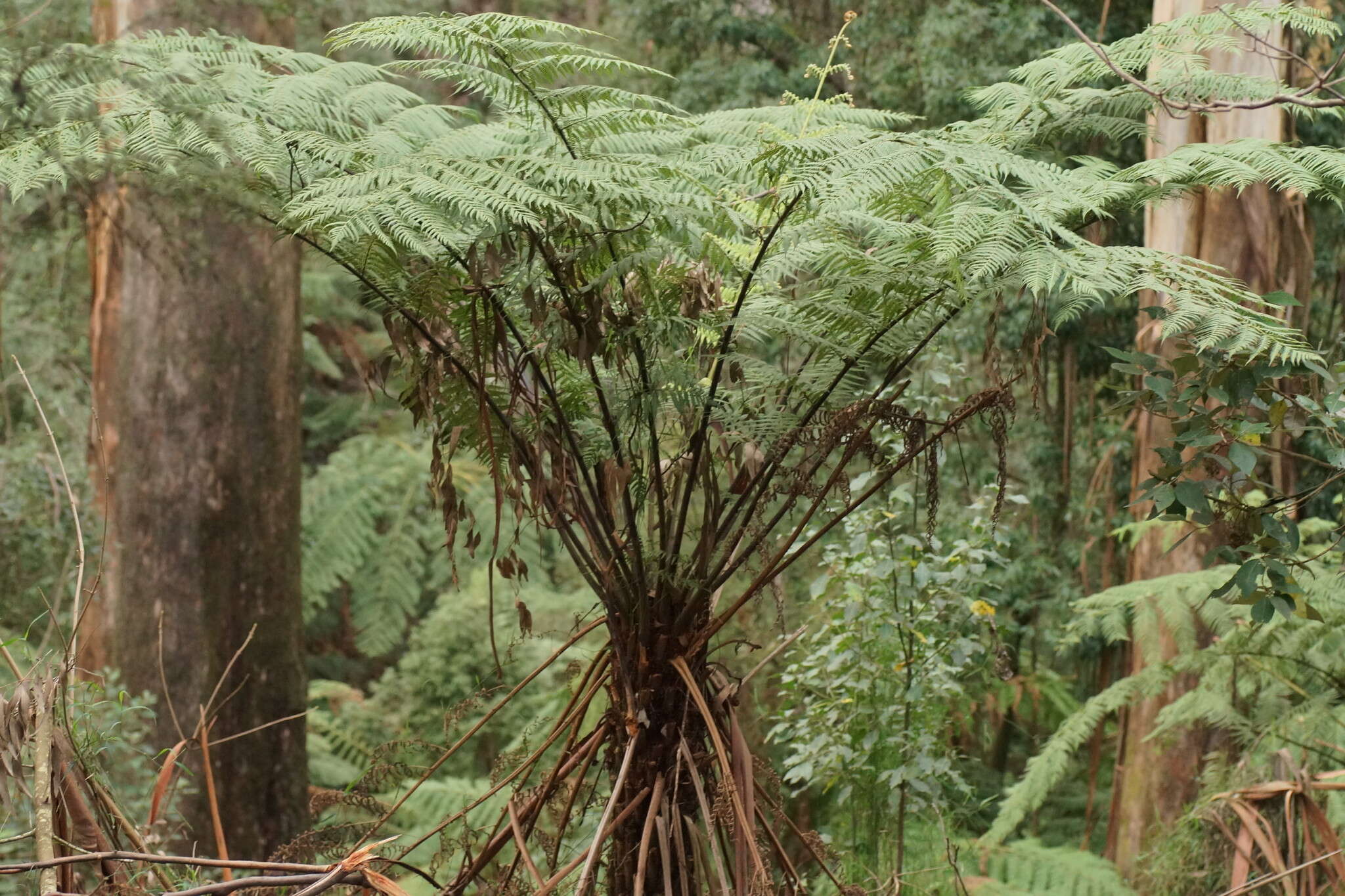 Image of Rough Tree Fern