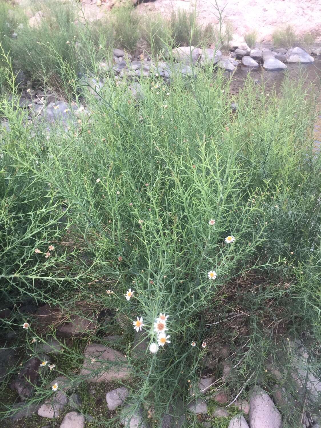 Plancia ëd Chloracantha spinosissima (Brandegee) Nesom